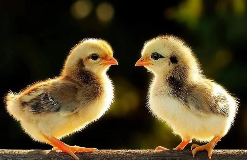 Mộng thấy gà con giúp chủ mộng tìm được những người bạn thực thụ