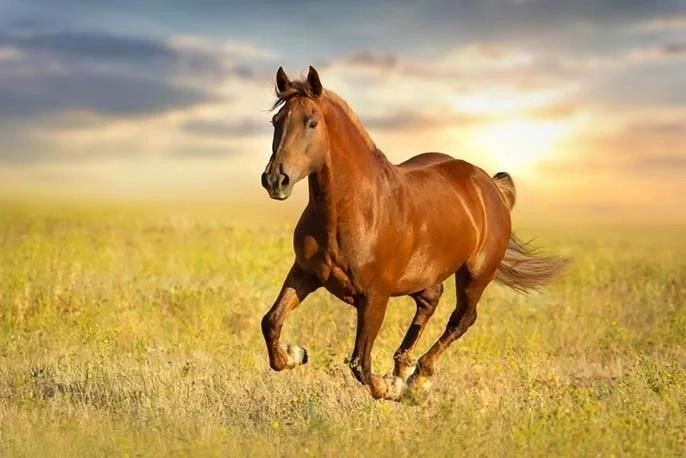 Giải đáp ý nghĩa trong giấc mơ thấy ngựa