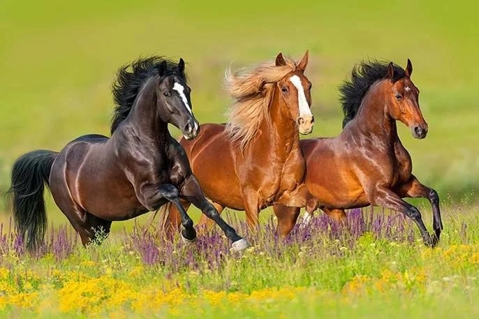 Nằm mơ thấy ngựa đang chạy đua